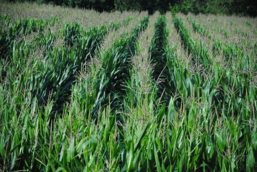 ​Виробники кукурудзи тепер можуть страхувати її на пільгових умовах